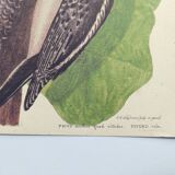 Old bird board - Woodpecker & Woodpecker - Ornithological and zoological engraving by Seligmann & Catesby