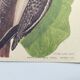 Old bird board - Woodpecker & Woodpecker - Ornithological and zoological engraving by Seligmann & Catesby