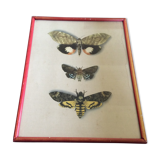Butterfly engraving