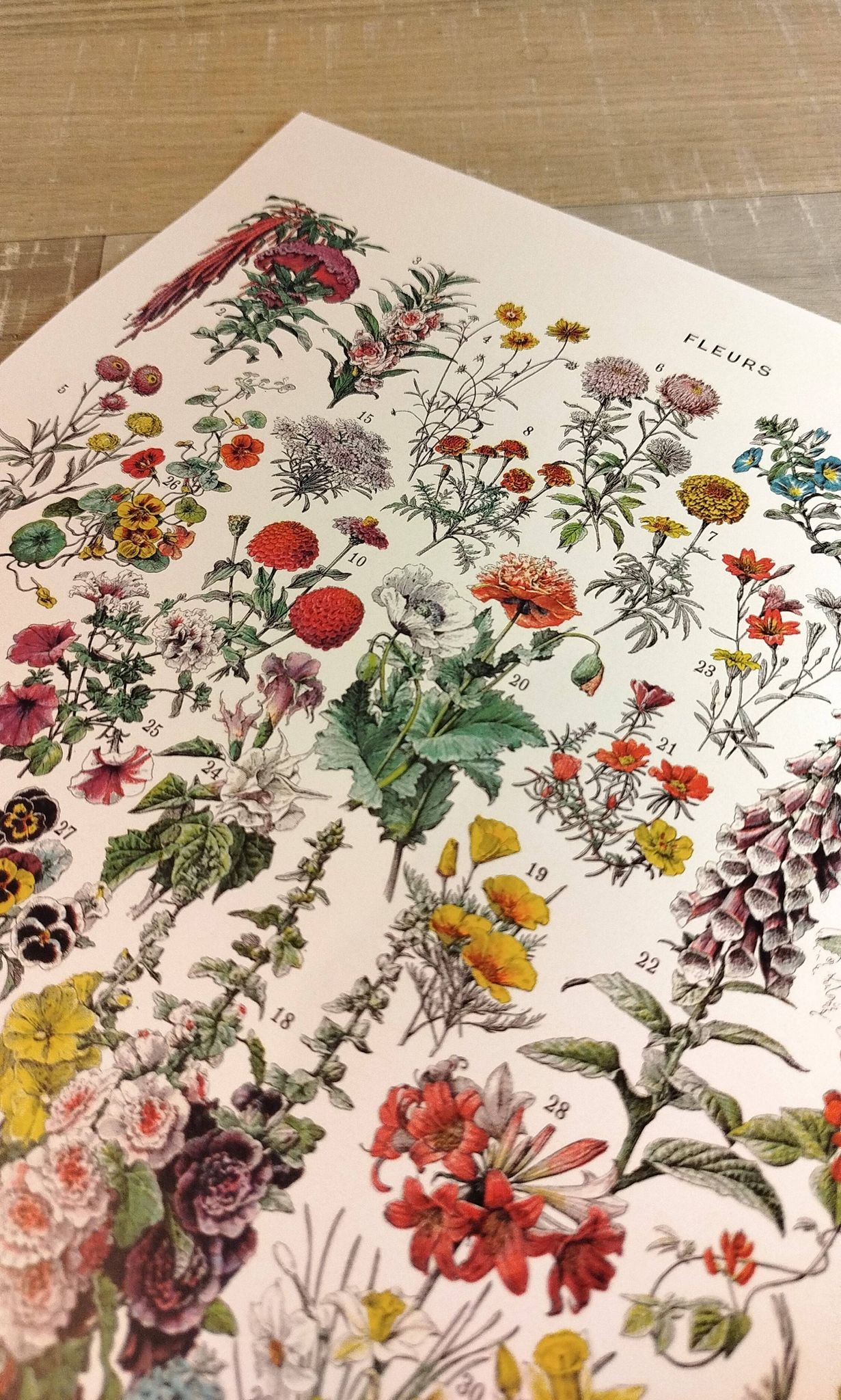 Affiche sur les fleurs "amarante", d'après une lithographie de 1928