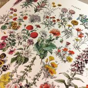 Affiche sur les fleurs "amarante", d'après une lithographie de 1928