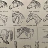 Lithograph on the anatomy of the horse (head, rump, hooves) - 1920
