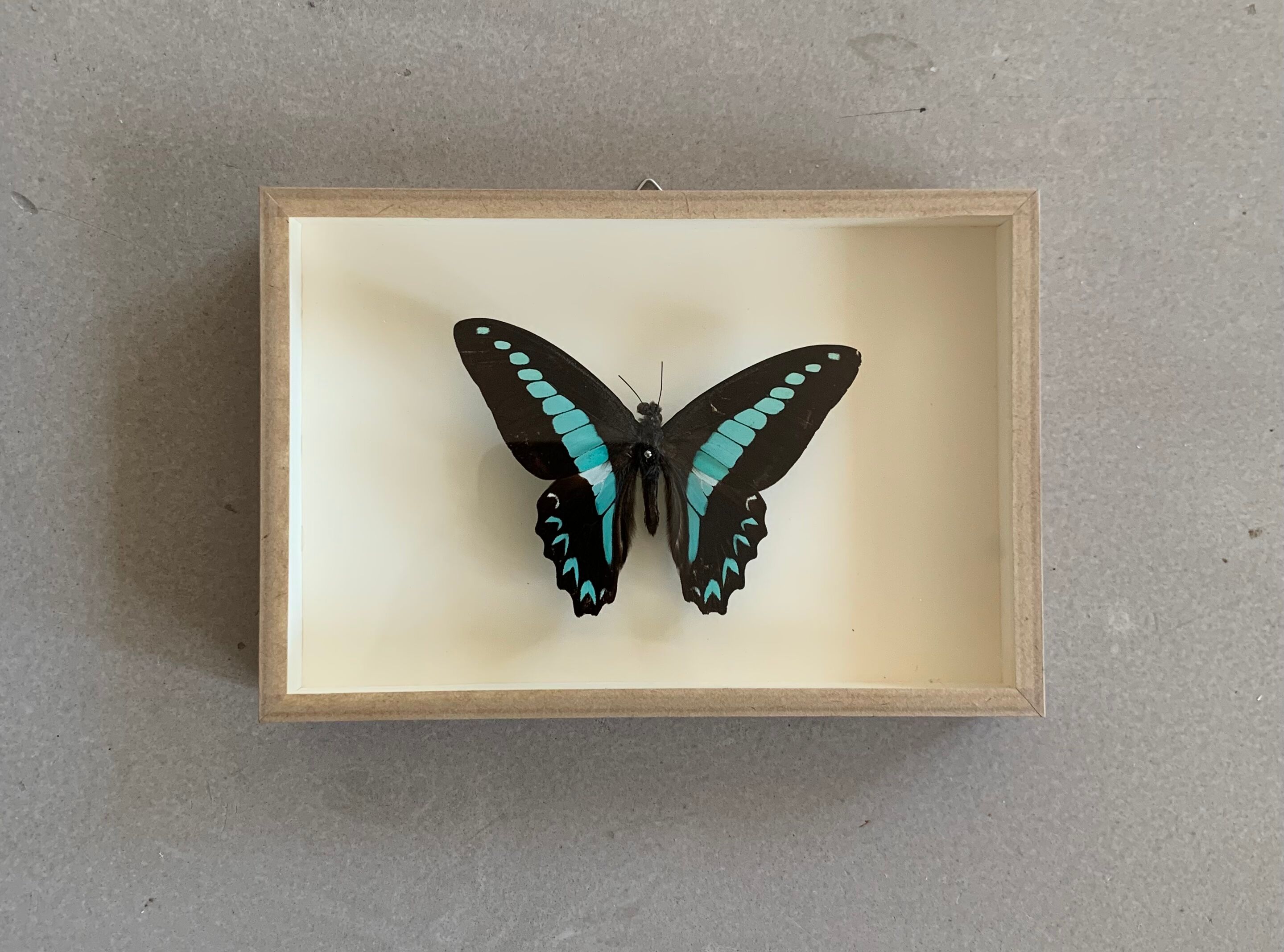 Naturalized butterfly / cabinet of curiosities