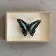 Naturalized butterfly / cabinet of curiosities
