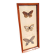 Painting with 3 butterflies