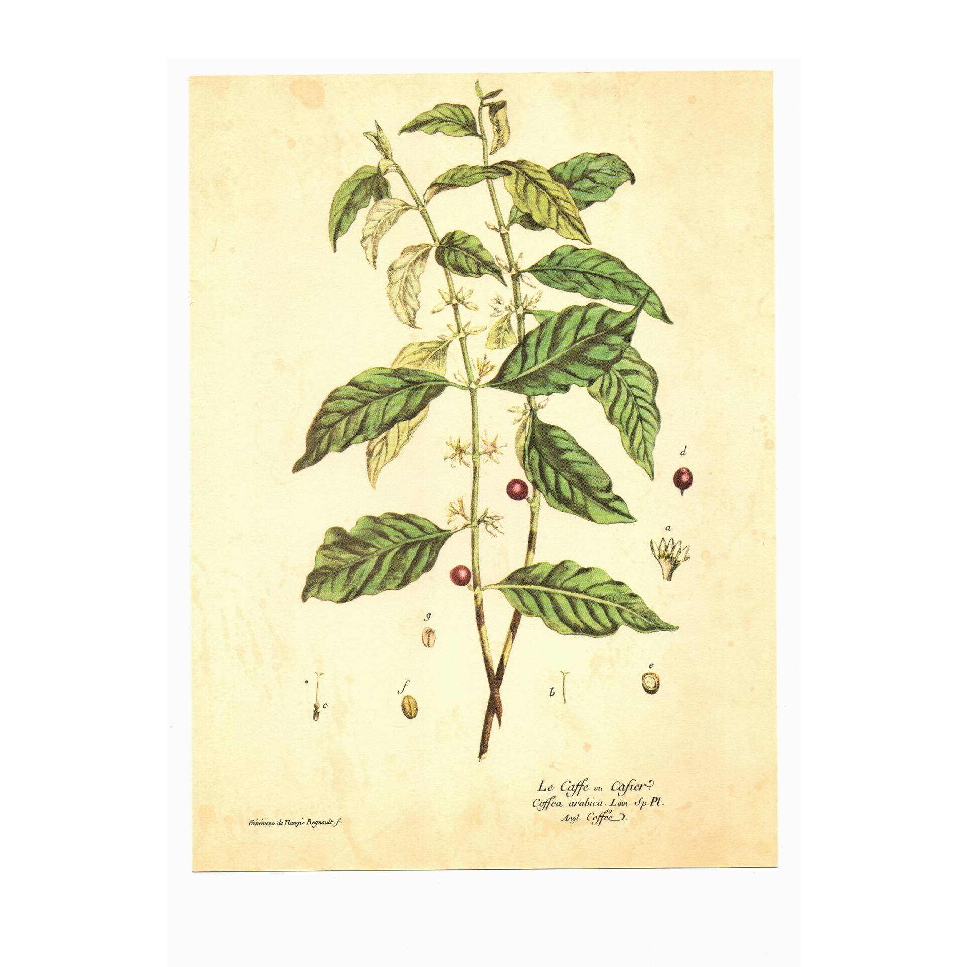 Vintage botanical illustration. Arabica coffee plant. Scientific plate. Coffee.