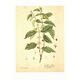 Vintage botanical illustration. Arabica coffee plant. Scientific plate. Coffee.