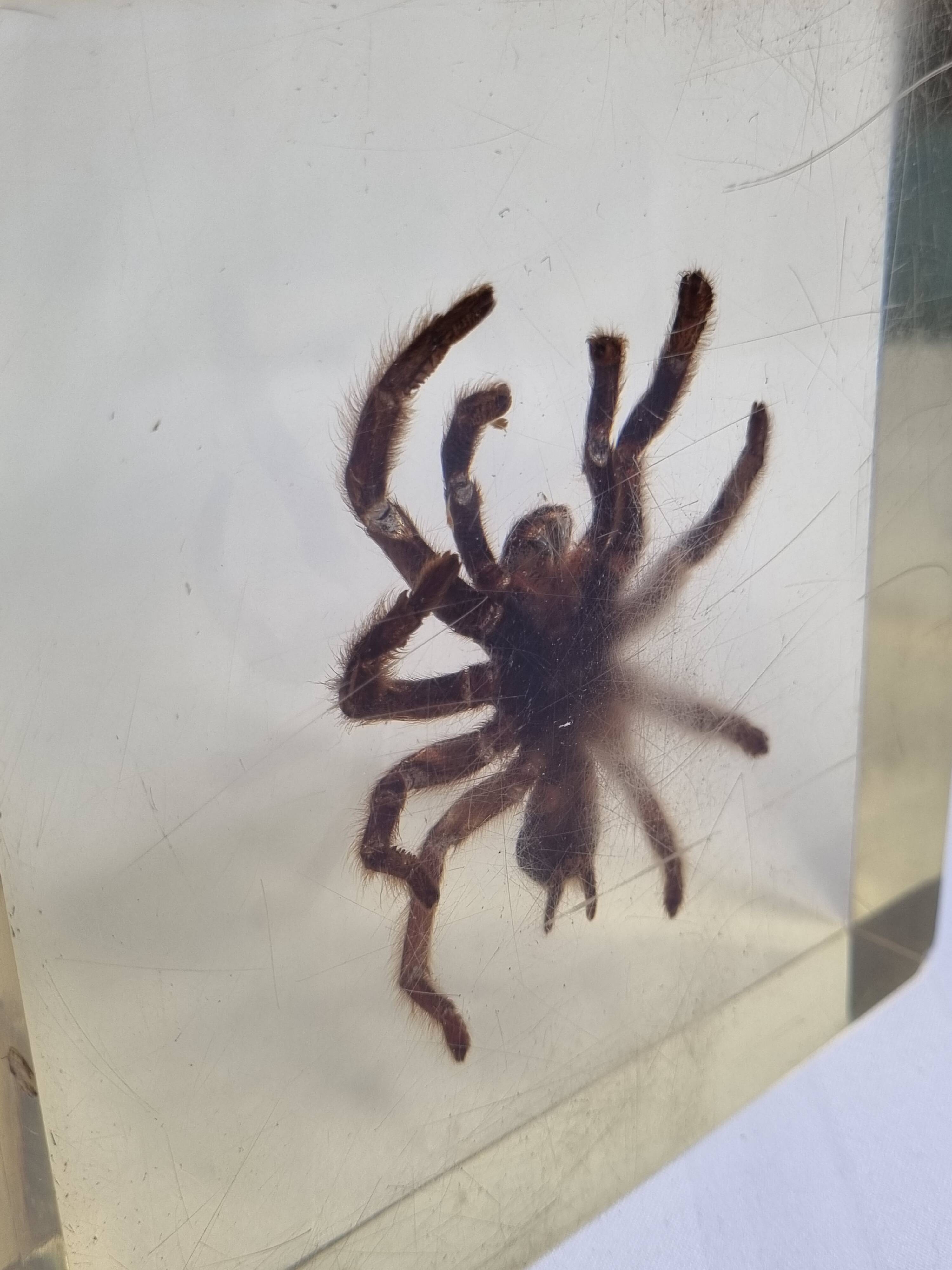 Inclusion of vintage naturalist, tarantula in taxidermy