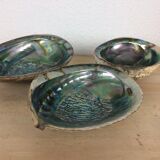 Trio of empty pockets shell abalone