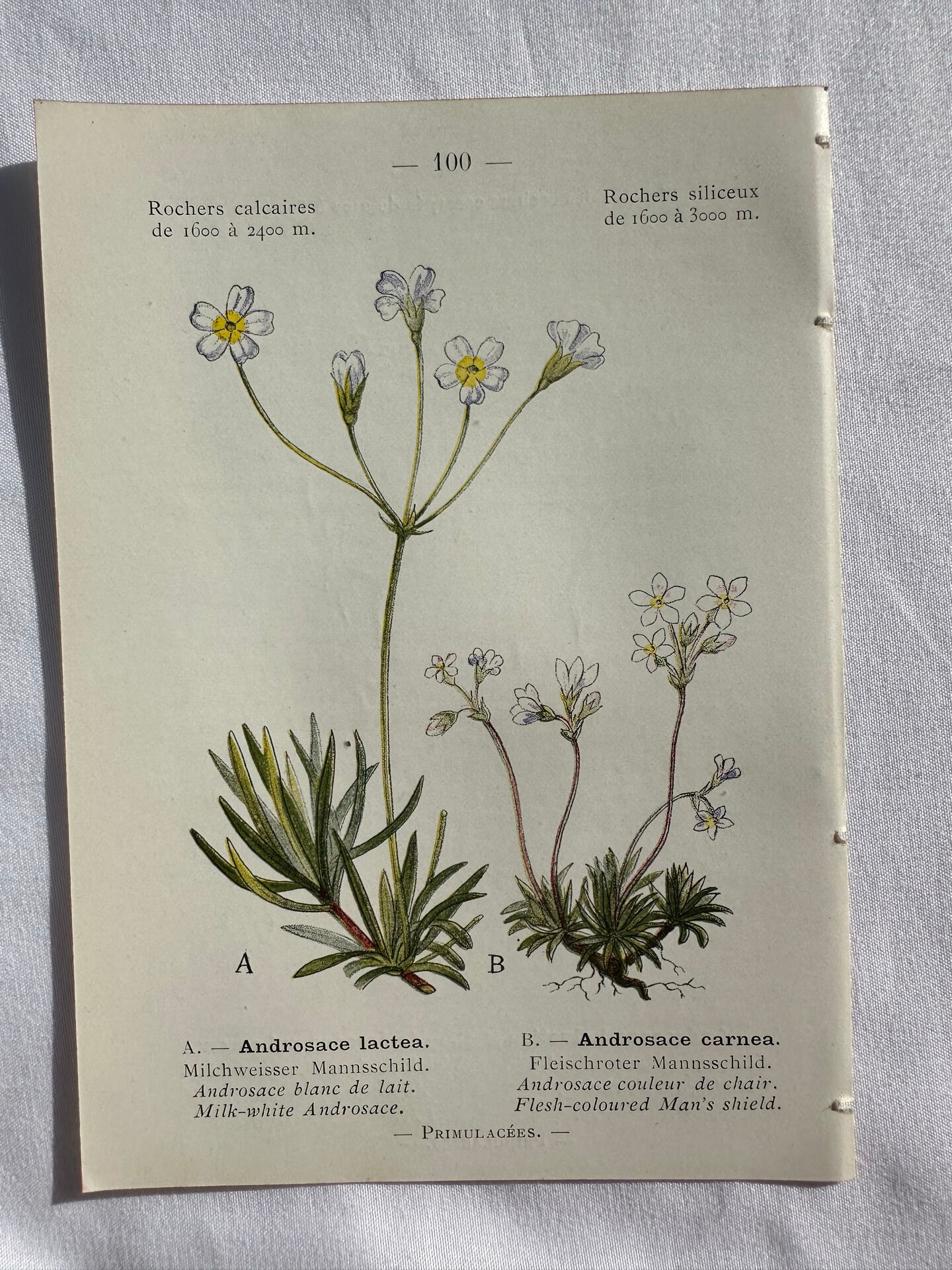 Naturalist Plate – 19th Century Botanical Engraving, Double-Sided