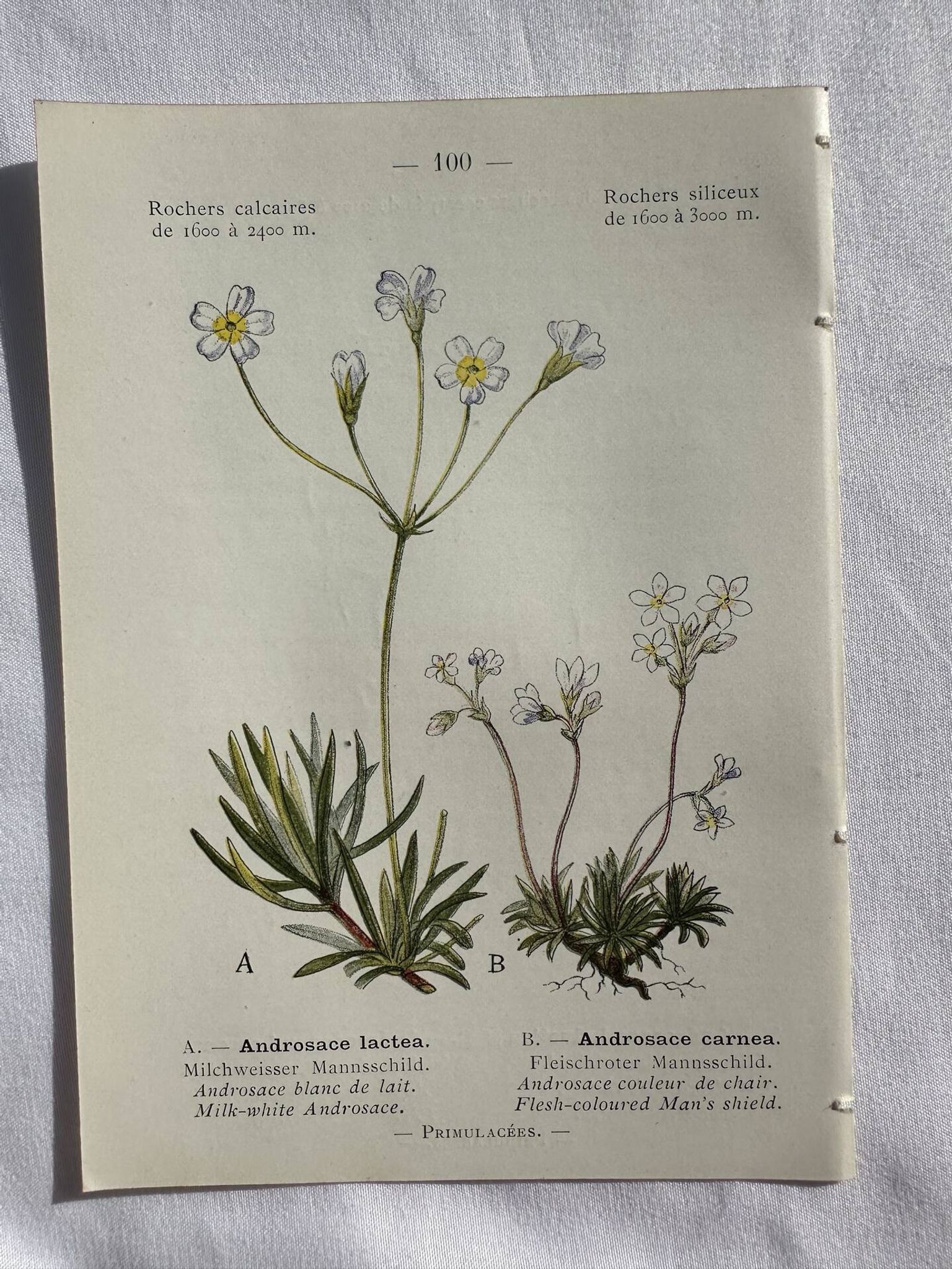 Planche Naturaliste – Gravure botanique ancienne 19eme  recto verso