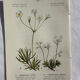Naturalist Plate – 19th Century Botanical Engraving, Double-Sided
