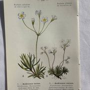 Planche Naturaliste – Gravure botanique ancienne 19eme  recto verso