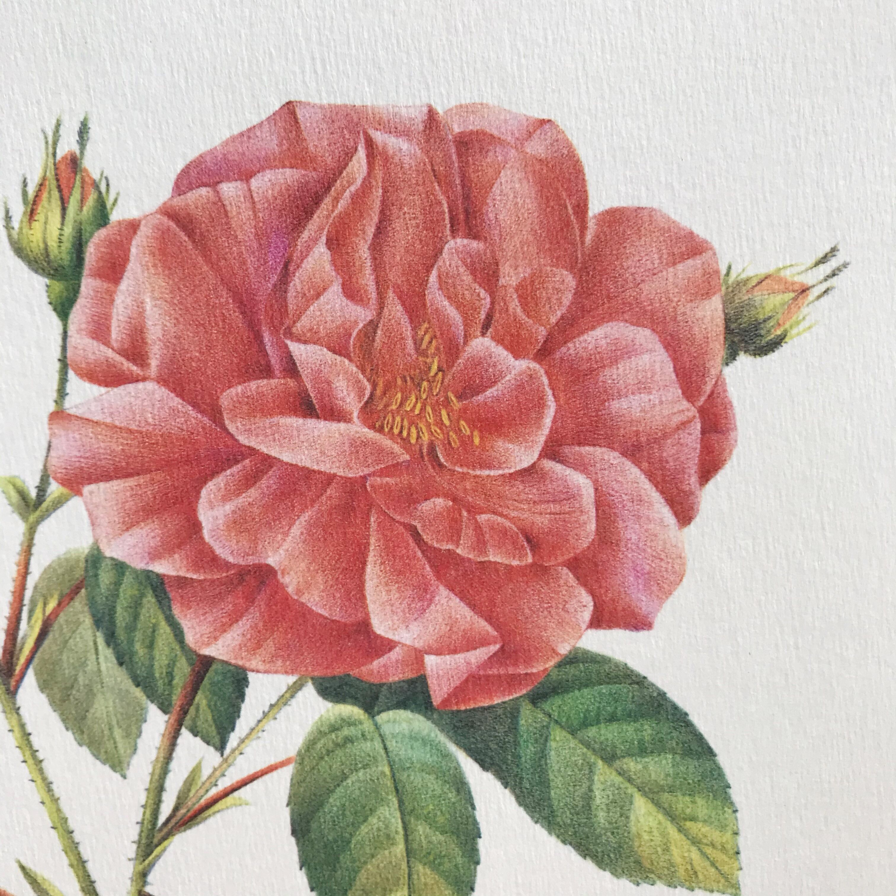 Botanical plank Rose de Provins