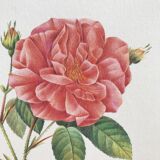 Botanical plank Rose de Provins