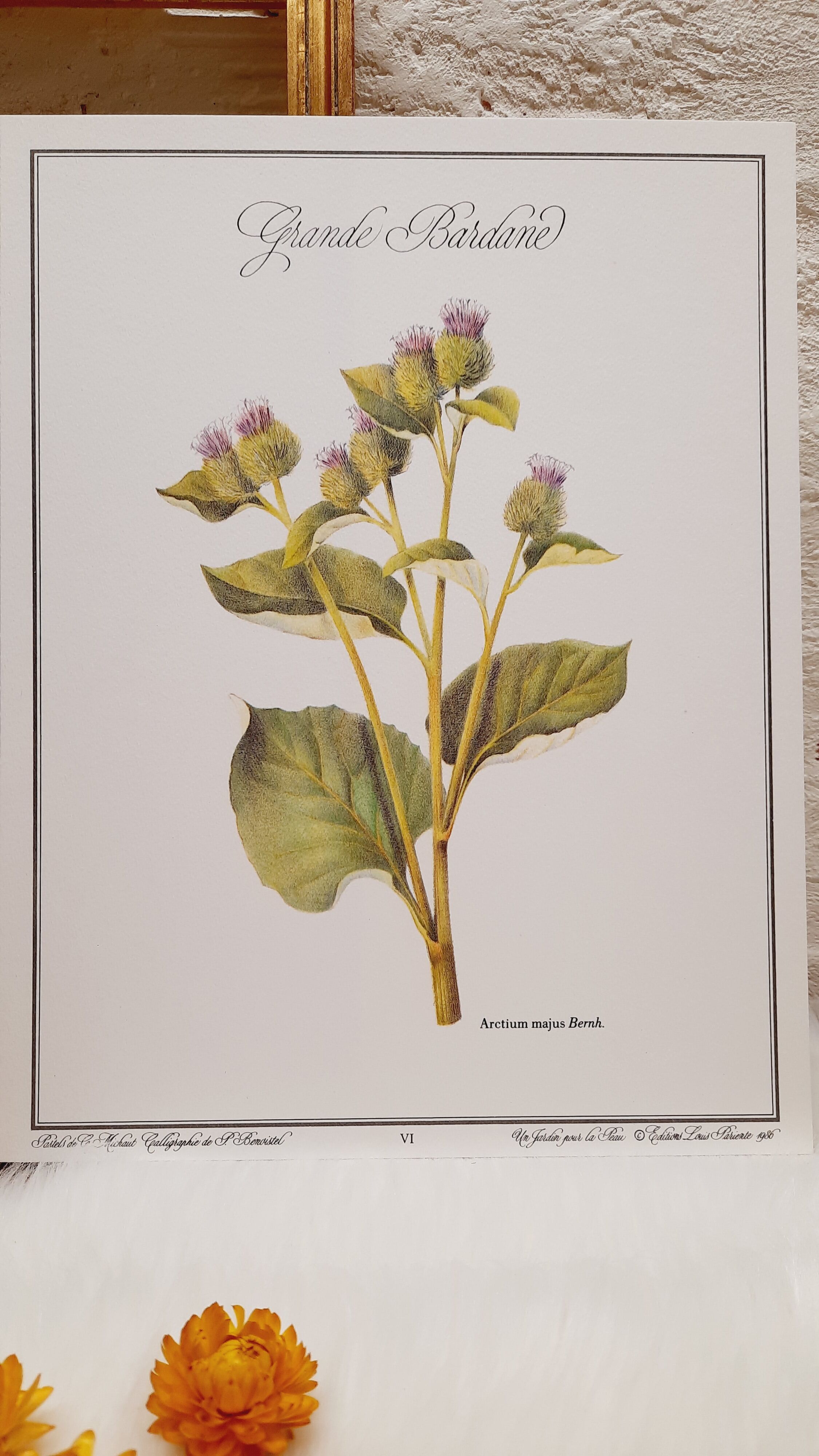 Botanical plate grande burdane