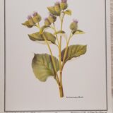 Botanical plate grande burdane