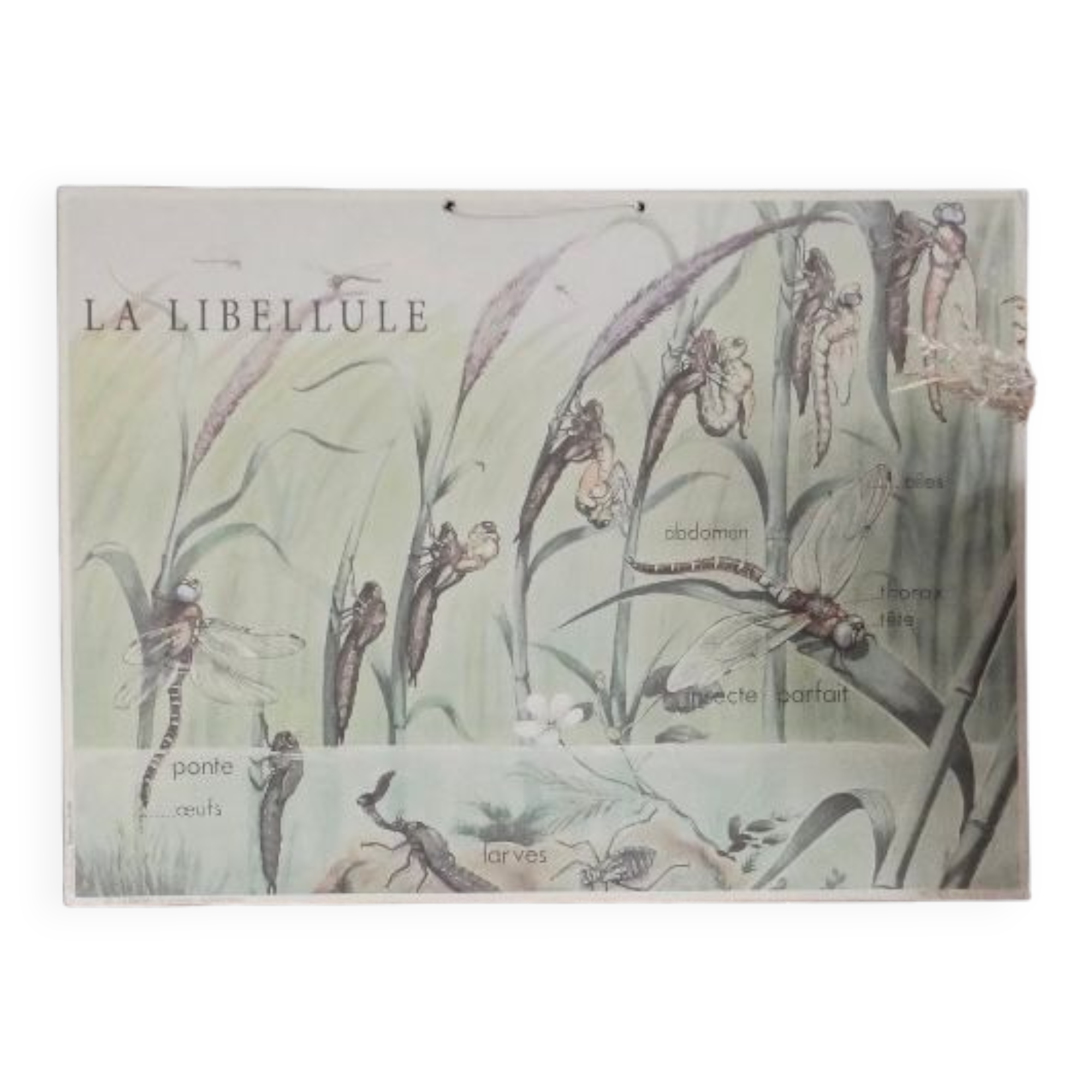 Dragonfly school poster