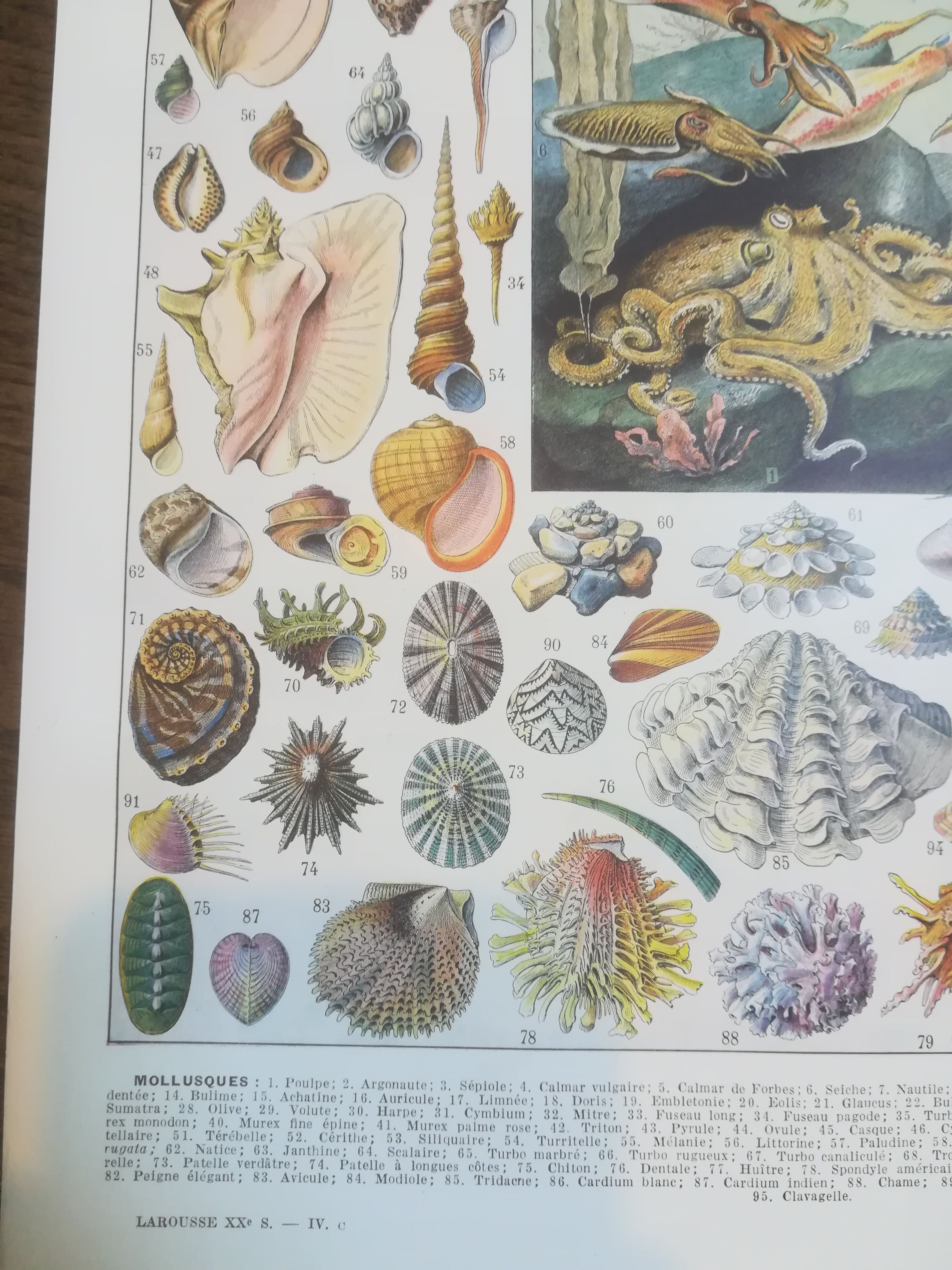 Lithographie sur les coquillages et mollusques de 1928