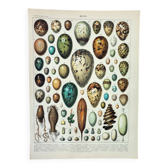 Old engraving 1898, Eggs, birds, animals, zoology • Lithograph, Original plate