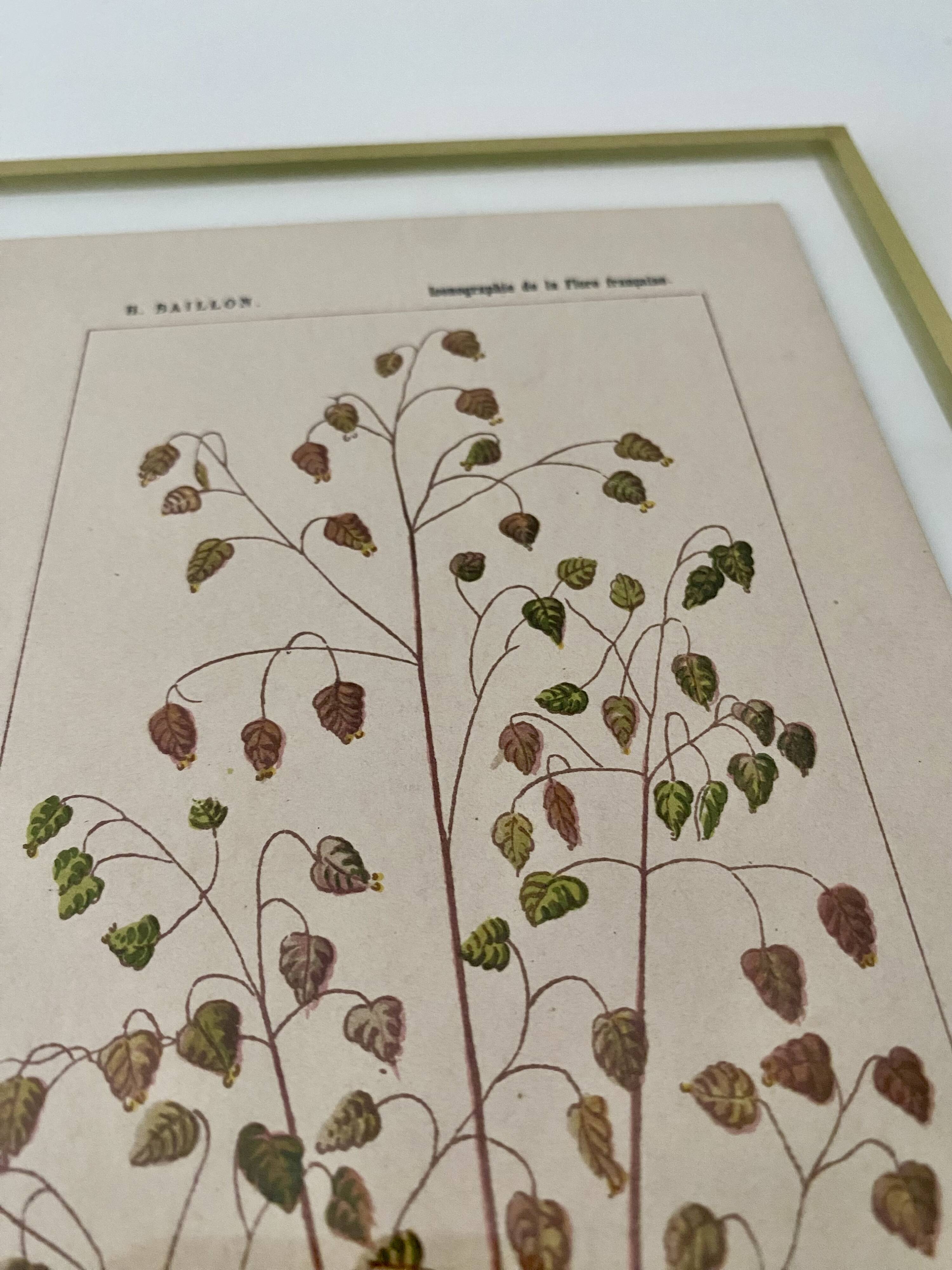 Botanical plate