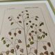 Botanical plate