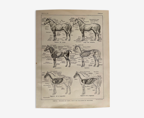 Lithographie gravure sur l'anatomie du cheval de 1921