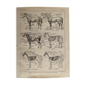 Lithographie gravure sur l'anatomie du cheval de 1921