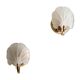 Shell sconces