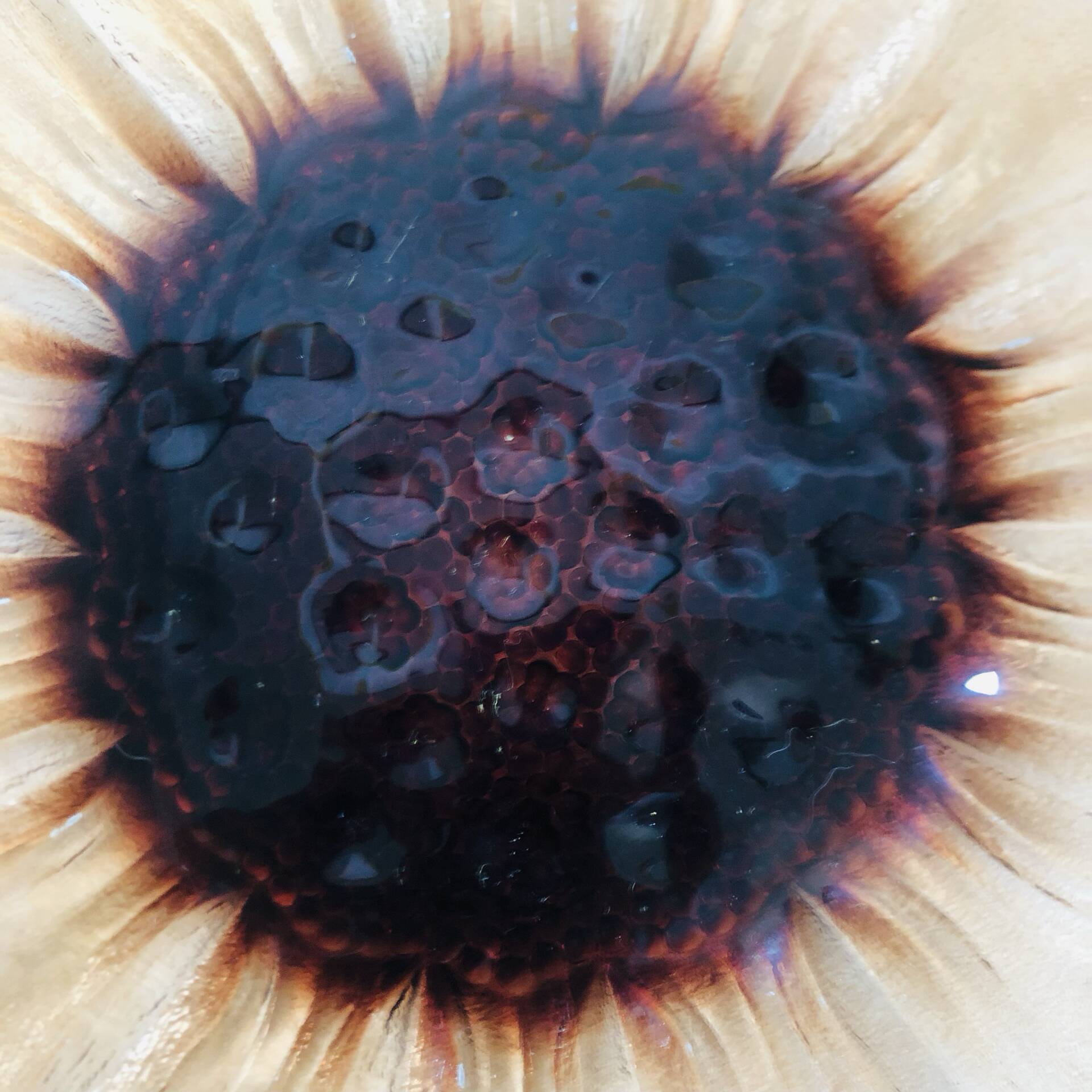 Plat tournesol en verre moulé pressé circa 1960