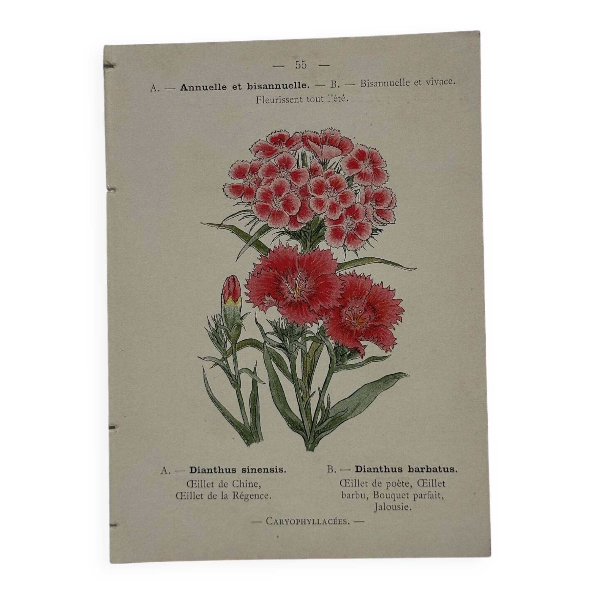 Planche botanique Gravure Fleur Plante 19eme double face colorée