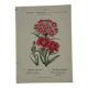 Planche botanique Gravure Fleur Plante 19eme double face colorée