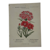Planche botanique Gravure Fleur Plante 19eme double face colorée