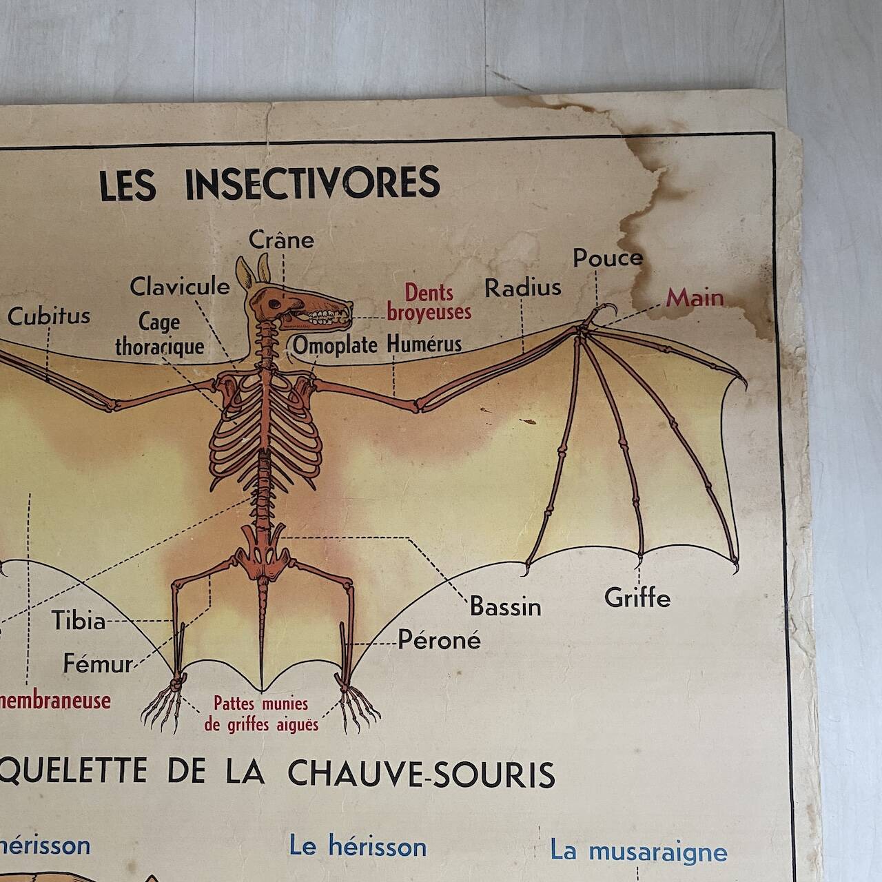 Vintage school poster The insectivorous animals / Rabbit