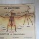 Vintage school poster The insectivorous animals / Rabbit