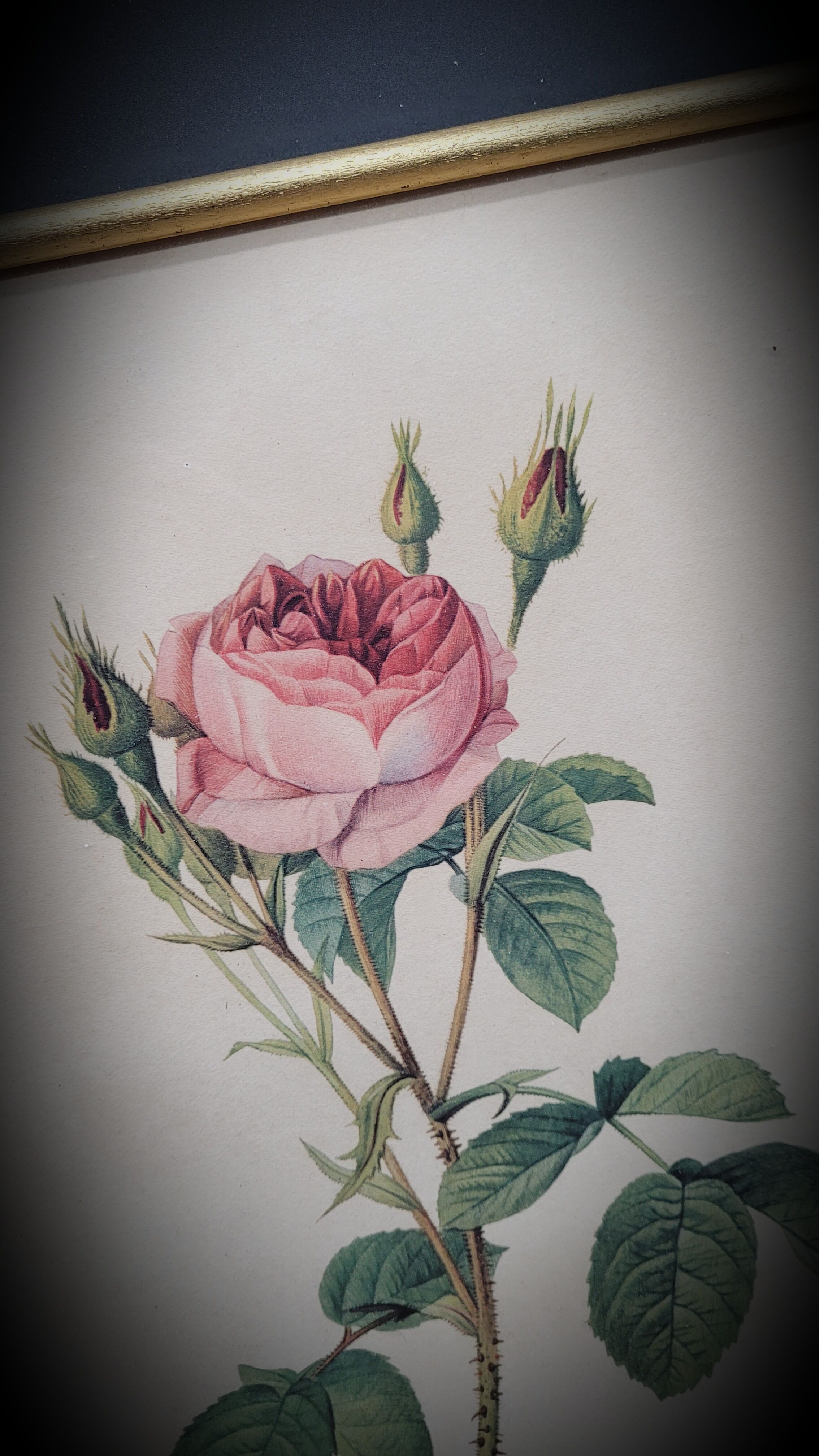 Litho frame sparkling rose with double flowers