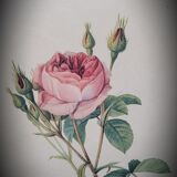 Litho frame sparkling rose with double flowers