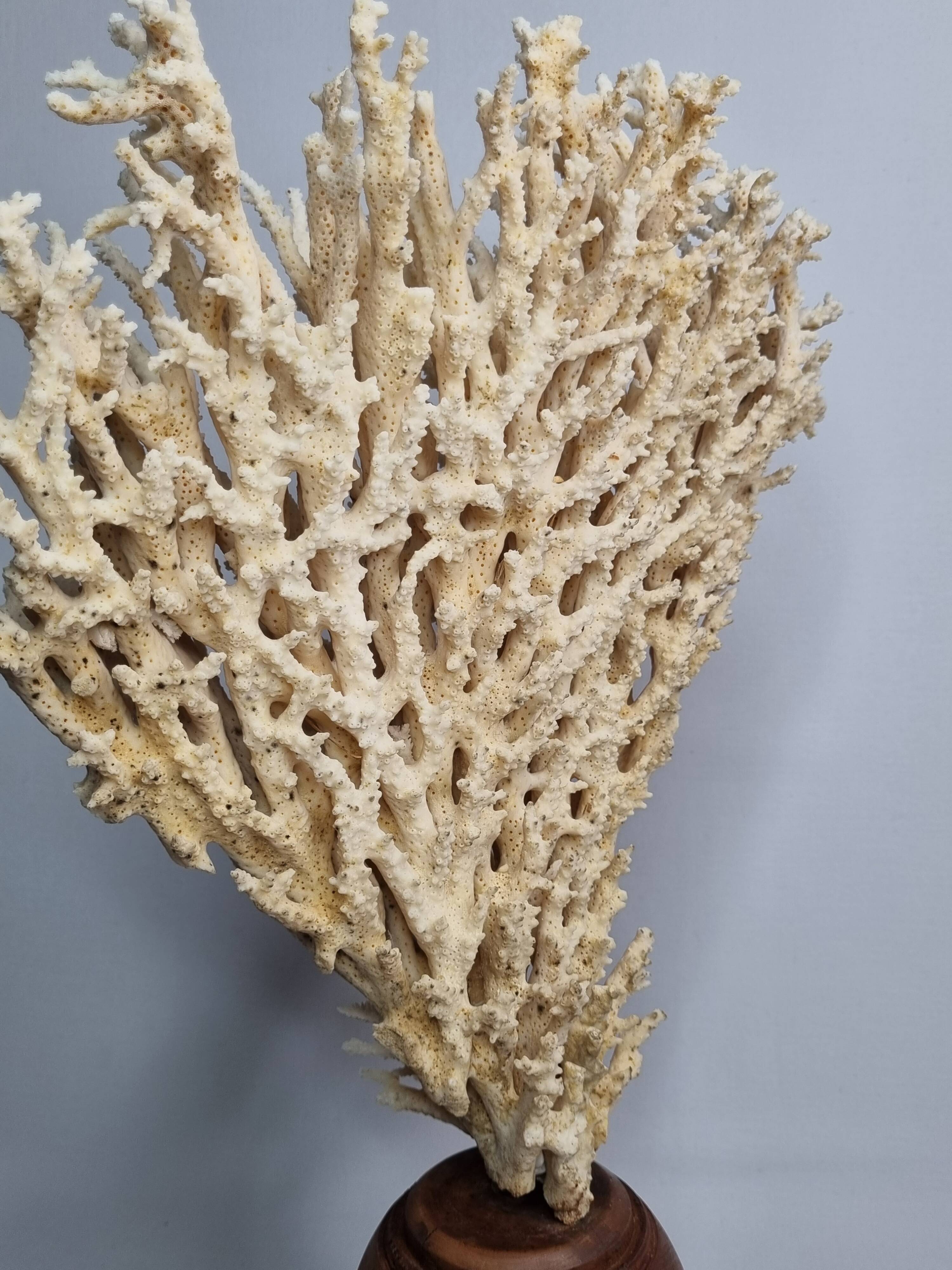 Antique large natural coral on turned wooden base, 45 cm