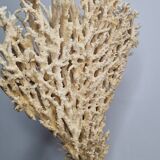 Antique large natural coral on turned wooden base, 45 cm