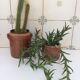 Old stoneware pot with lid