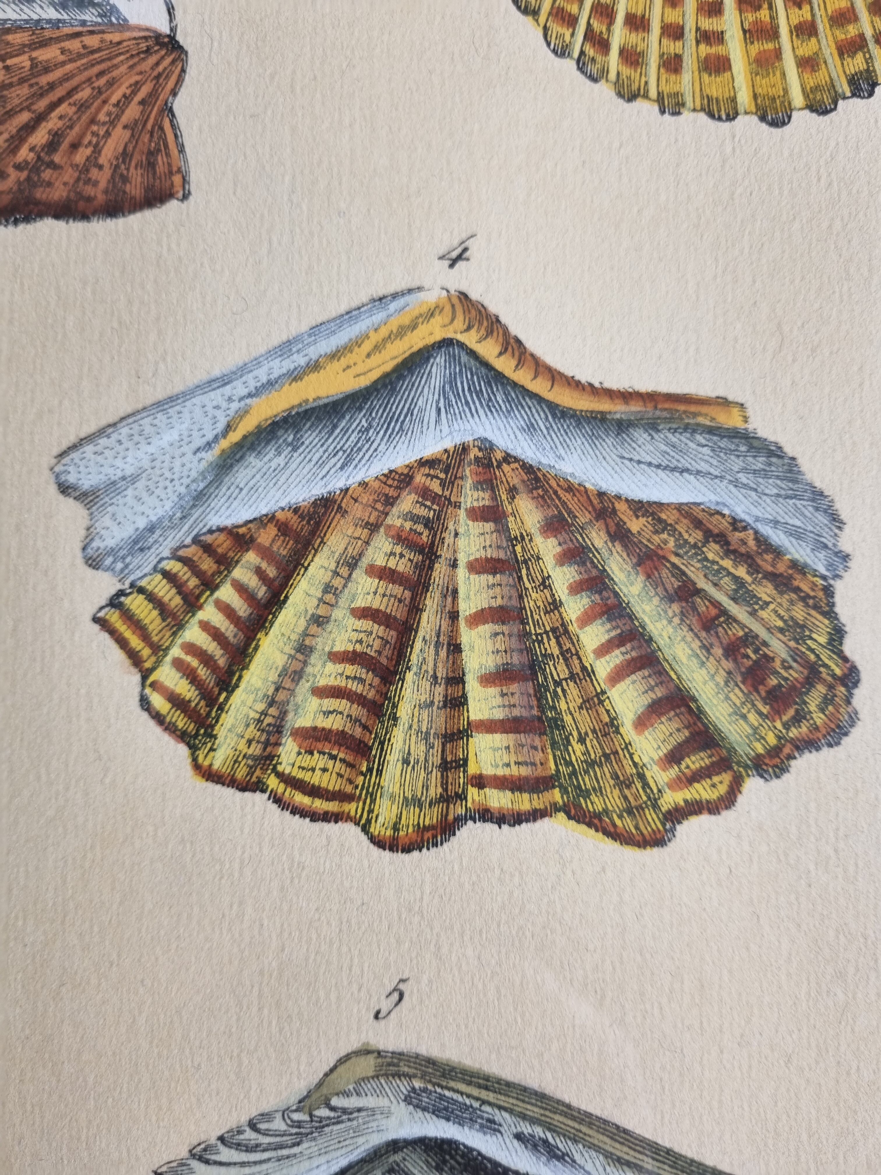 Natural History Plate, Conchyliology, signed, XVIIIth