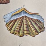 Natural History Plate, Conchyliology, signed, XVIIIth