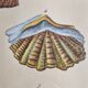 Natural History Plate, Conchyliology, signed, XVIIIth