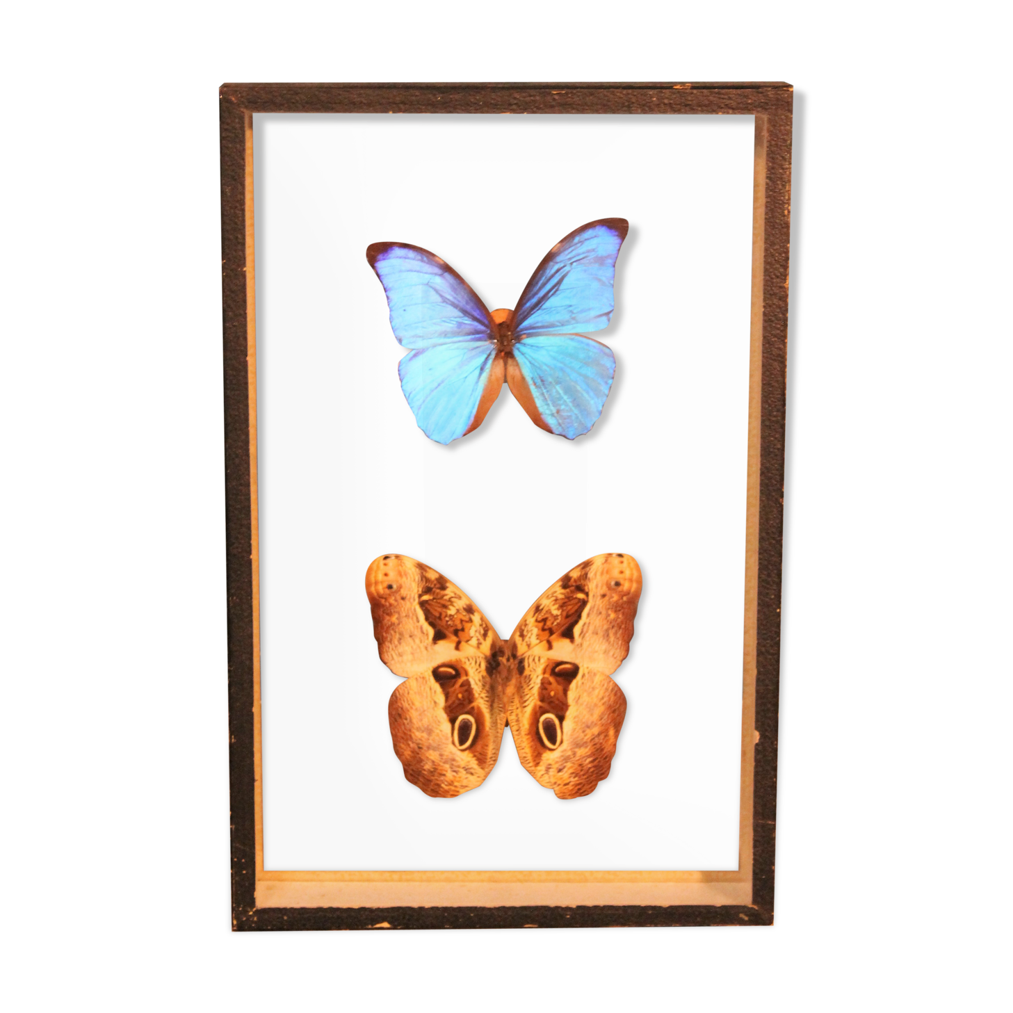 Morpho butterfly box  60