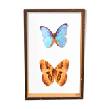Morpho butterfly box  60