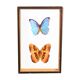 Morpho butterfly box  60