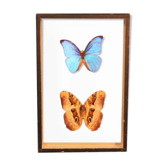 Morpho butterfly box  60