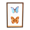 Morpho butterfly box  60