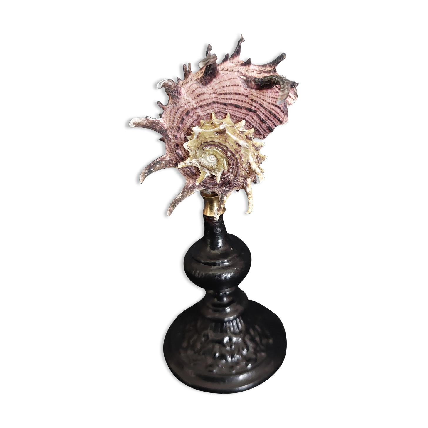 Cabinet of Curiosities shell angaria imperialis on base