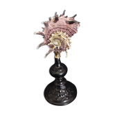 Cabinet of Curiosities shell angaria imperialis on base